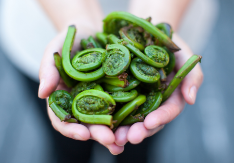 A handful of fiddleheads.