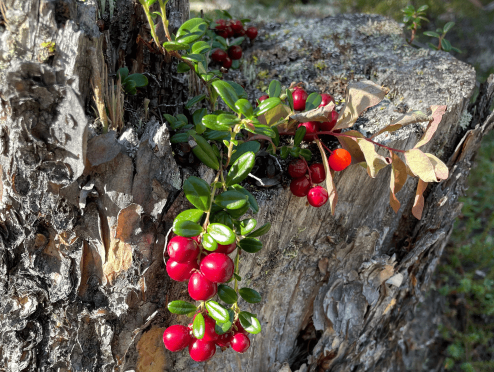 Canneberges naines.