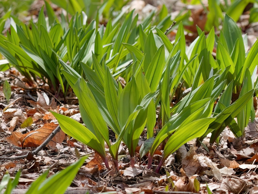Ail des bois.